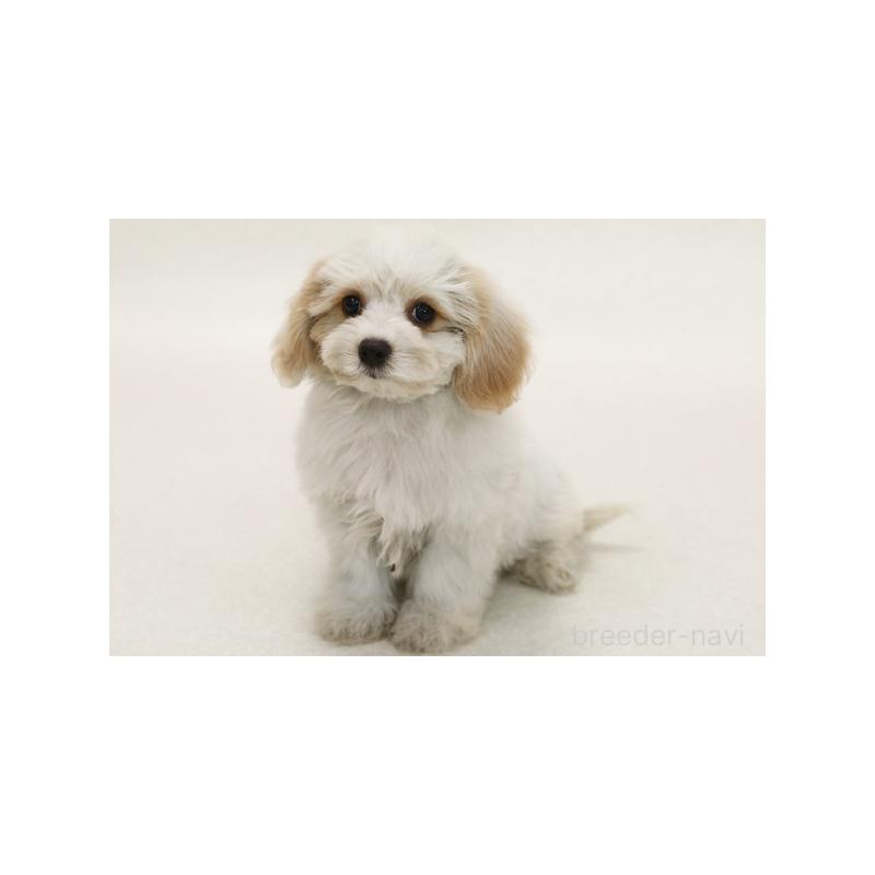 販売中の神奈川県のミックス犬-386722